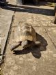 Spur Thighed : Male approx 30 years old (Sidney)